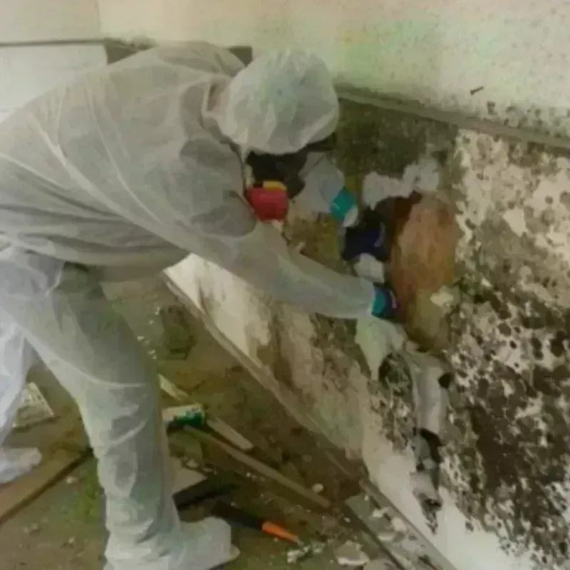 Mold Remediation and Removal in Onalaska, TX